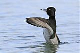 Ring-necked Duckborder=